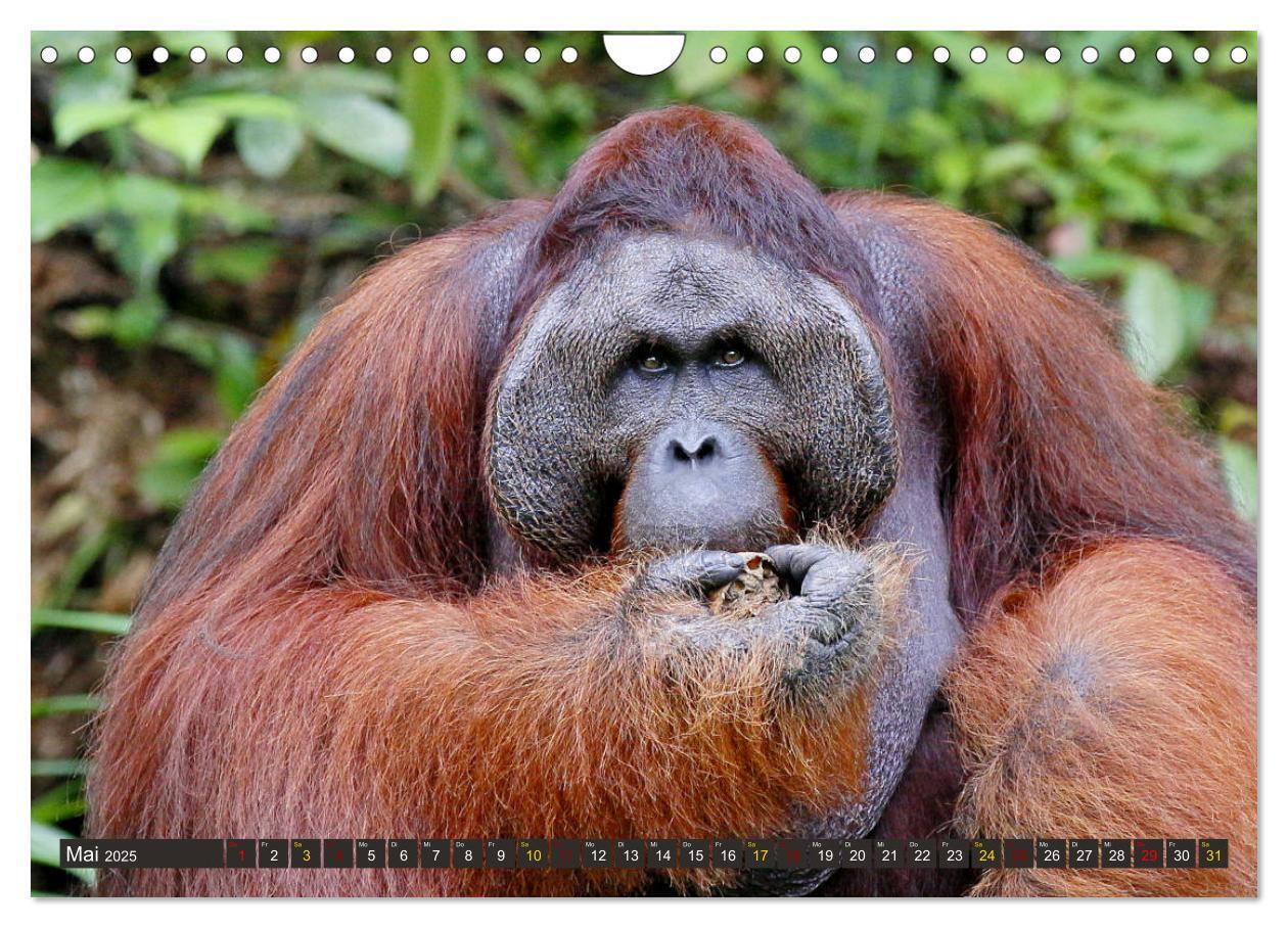 Bild: 9783435361915 | Waldmenschen - Orang Utans auf Borneo (Wandkalender 2025 DIN A4...