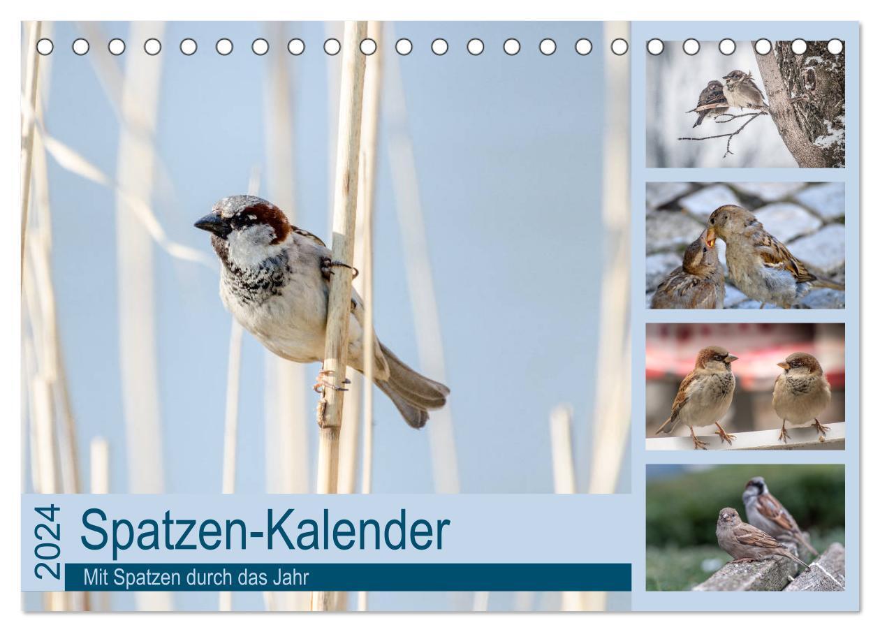 Cover: 9783383580925 | Spatzen-Kalender (Tischkalender 2024 DIN A5 quer), CALVENDO...