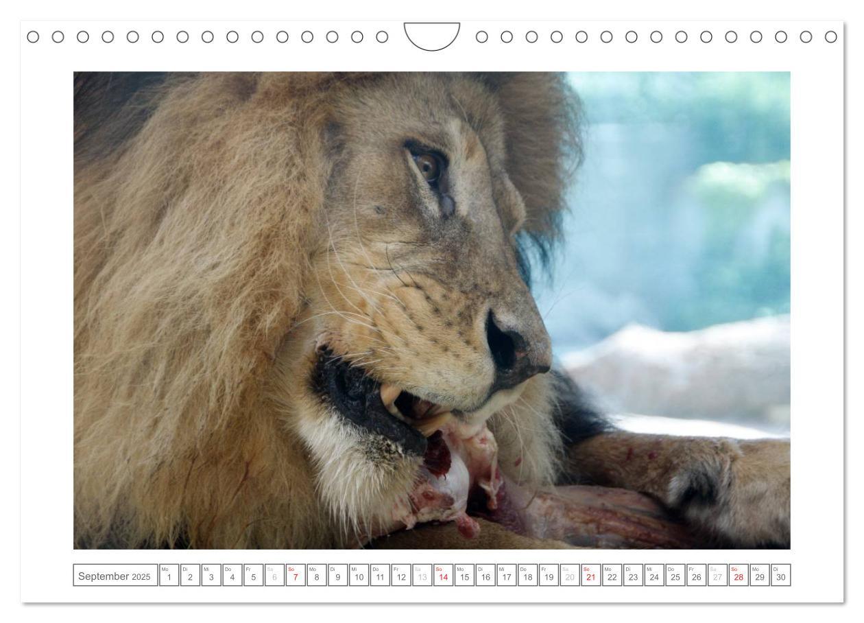 Bild: 9783435503582 | Tiere im Zoo (Wandkalender 2025 DIN A4 quer), CALVENDO Monatskalender