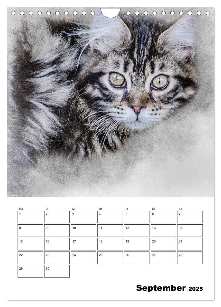 Bild: 9783435975365 | Maine Coon Katzen (Wandkalender 2025 DIN A4 hoch), CALVENDO...