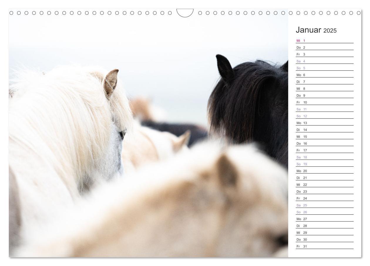 Bild: 9783383934032 | Islandpferde Kalender (Wandkalender 2025 DIN A3 quer), CALVENDO...