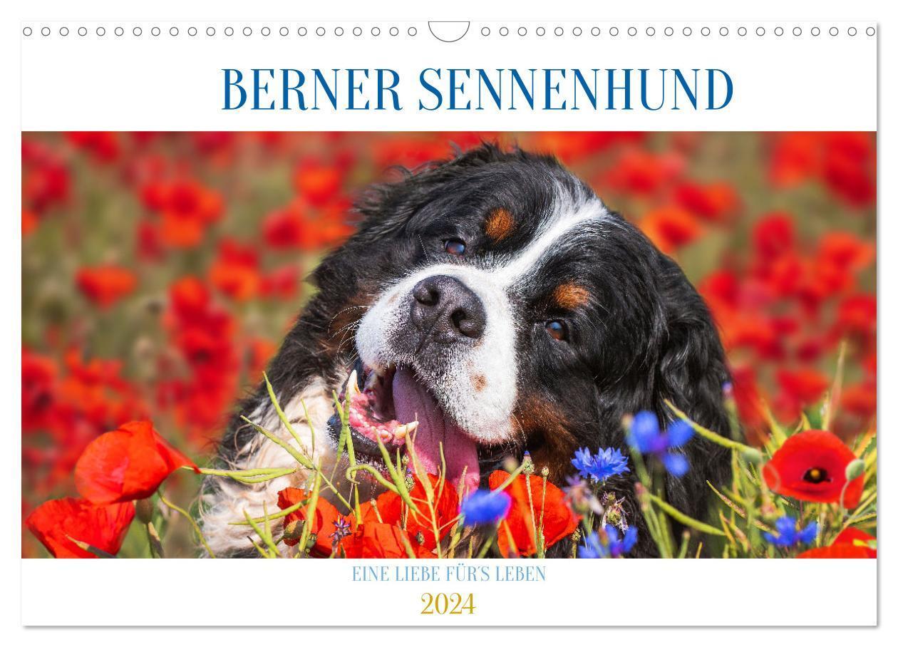 Cover: 9783675591639 | Berner Sennenhund - Eine Liebe für´s Leben (Wandkalender 2024 DIN...