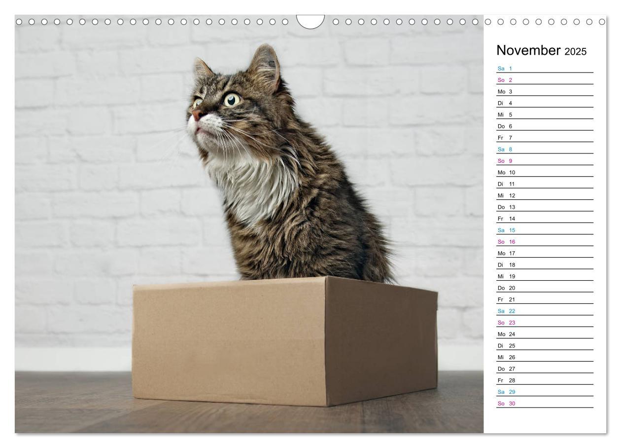 Bild: 9783435205417 | Karton Katzen (Wandkalender 2025 DIN A3 quer), CALVENDO Monatskalender