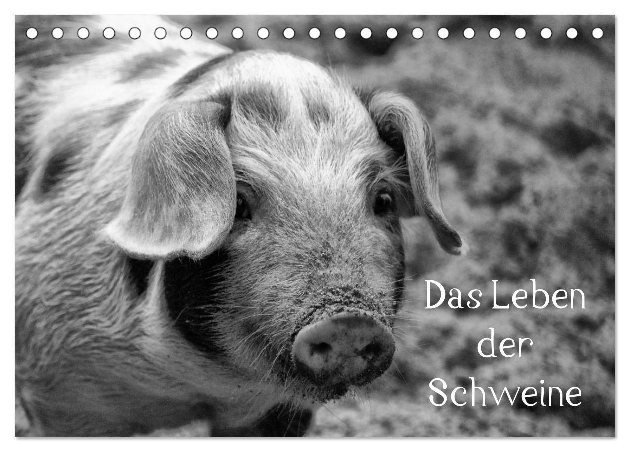 Cover: 9783383618680 | Das Leben der Schweine (Tischkalender 2024 DIN A5 quer), CALVENDO...