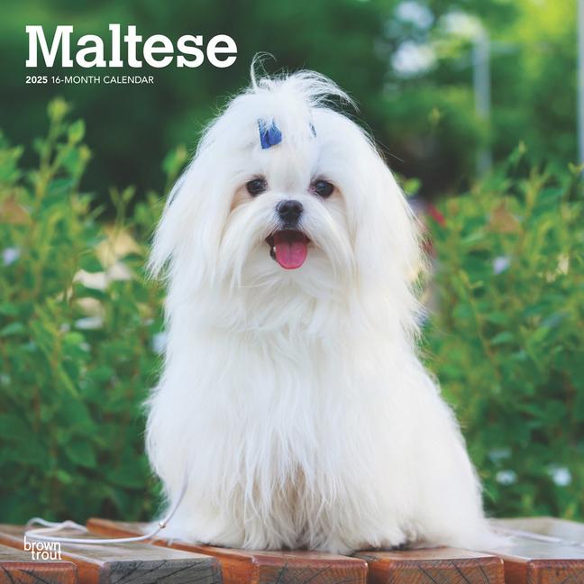 Cover: 9781975477400 | Maltese 2025 12 X 24 Inch Monthly Square Wall Calendar Plastic-Free