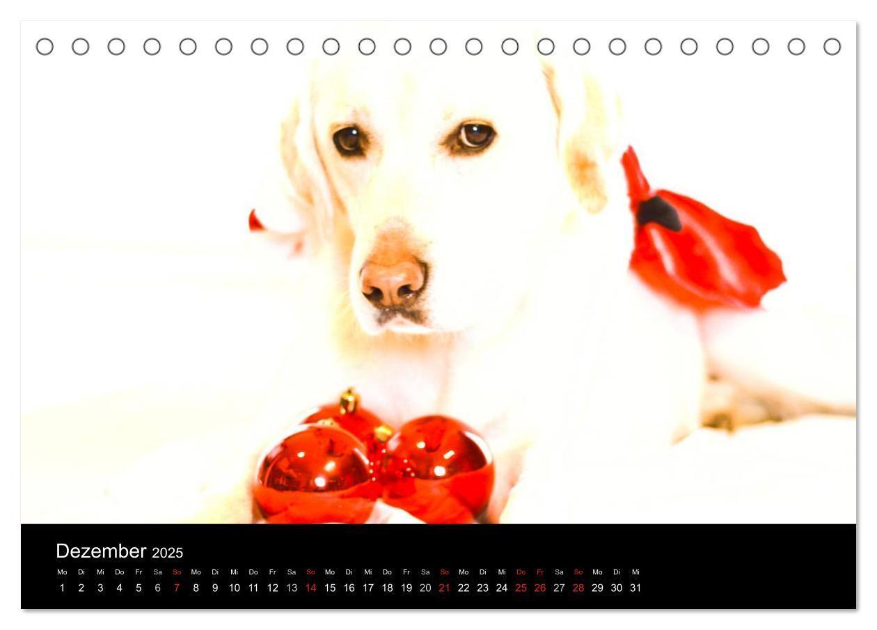 Bild: 9783435754830 | Labrador Retriever 2025 (Tischkalender 2025 DIN A5 quer), CALVENDO...