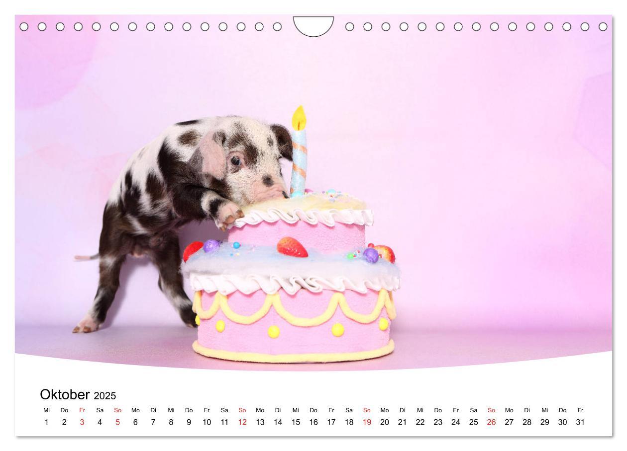 Bild: 9783435333943 | Niedliche Ferkel lovely piglets 2025 (Wandkalender 2025 DIN A4...