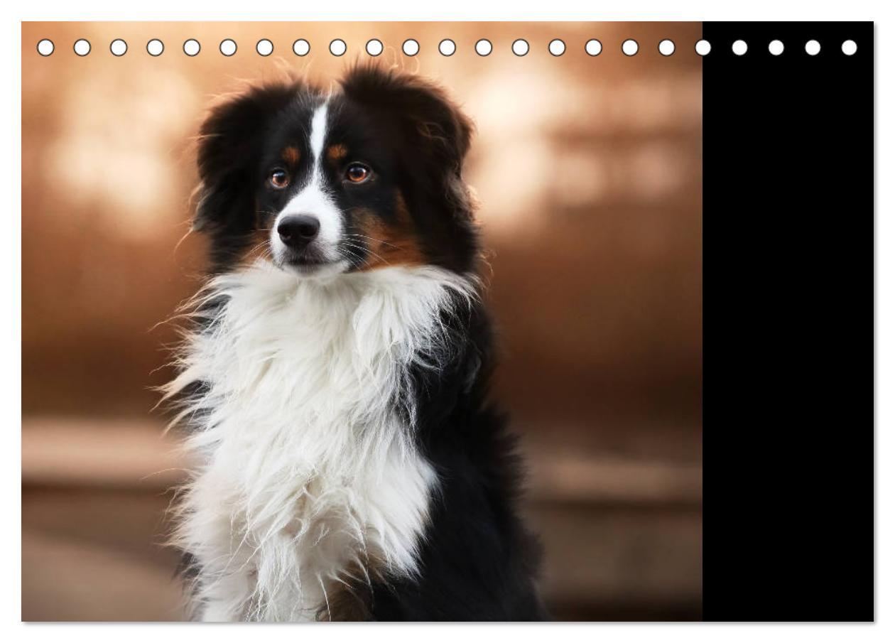 Bild: 9783435185153 | Australian Shepherd Tri Color (Tischkalender 2025 DIN A5 quer),...