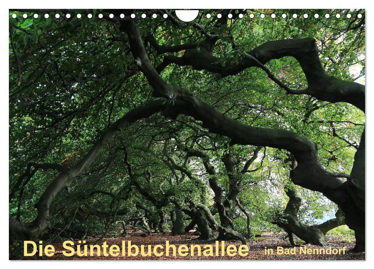 Cover: 9783383294785 | Die Süntelbuchenallee von Bad Nenndorf (Wandkalender 2024 DIN A4...
