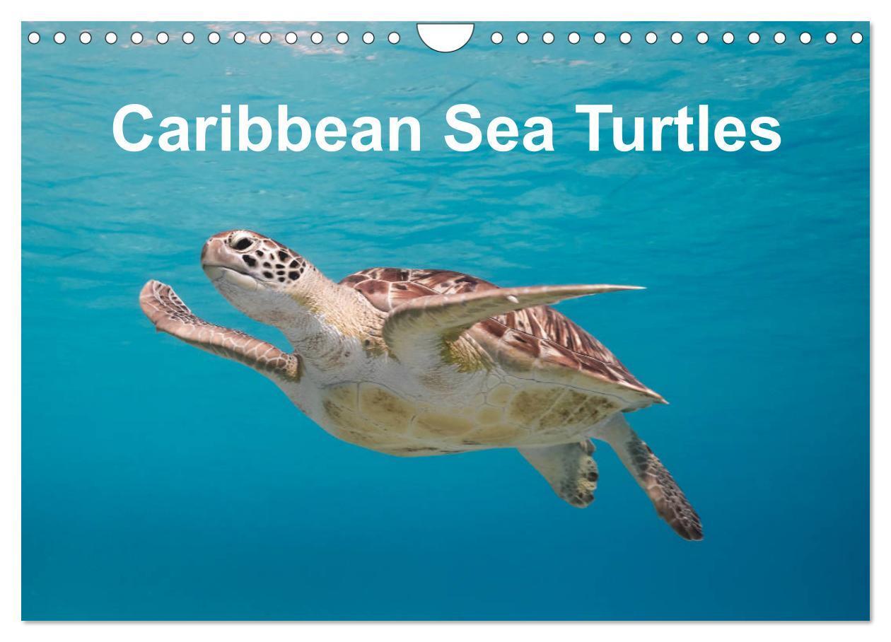 Cover: 9781325946341 | Caribbean Sea Turtles (Wall Calendar 2025 DIN A4 landscape),...