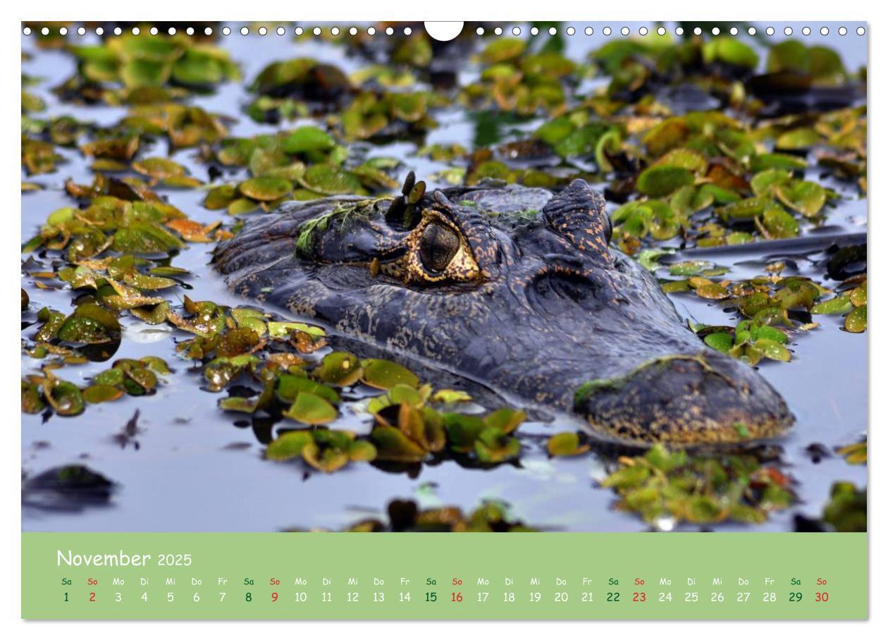 Bild: 9783435658152 | Am Amazonas (Wandkalender 2025 DIN A3 quer), CALVENDO Monatskalender