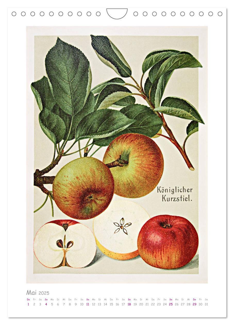 Bild: 9783435976546 | Äpfel/Appels. Alte ostfriesische Sorten (Wandkalender 2025 DIN A4...