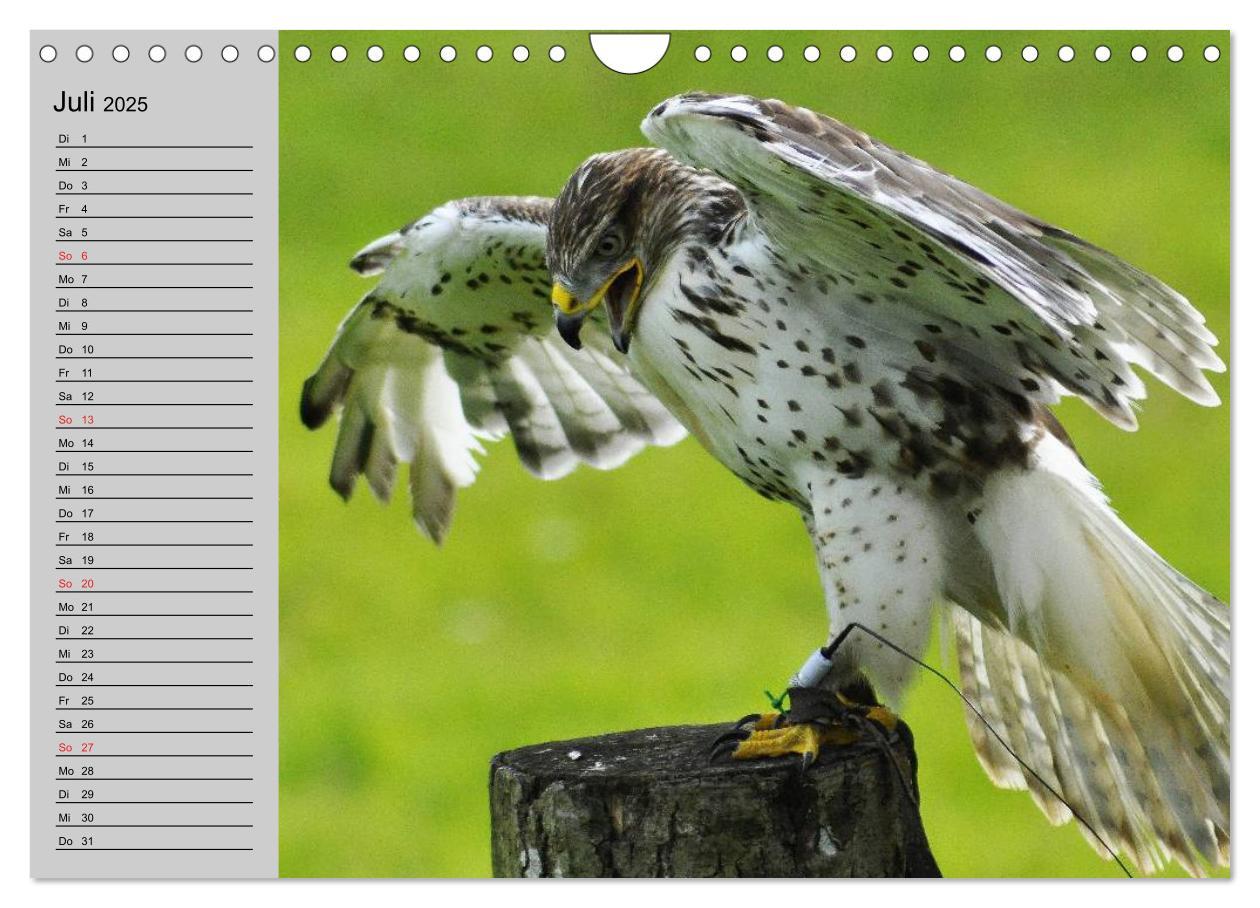 Bild: 9783435549535 | Falken und Greifvögel - Edle Jäger (Wandkalender 2025 DIN A4 quer),...