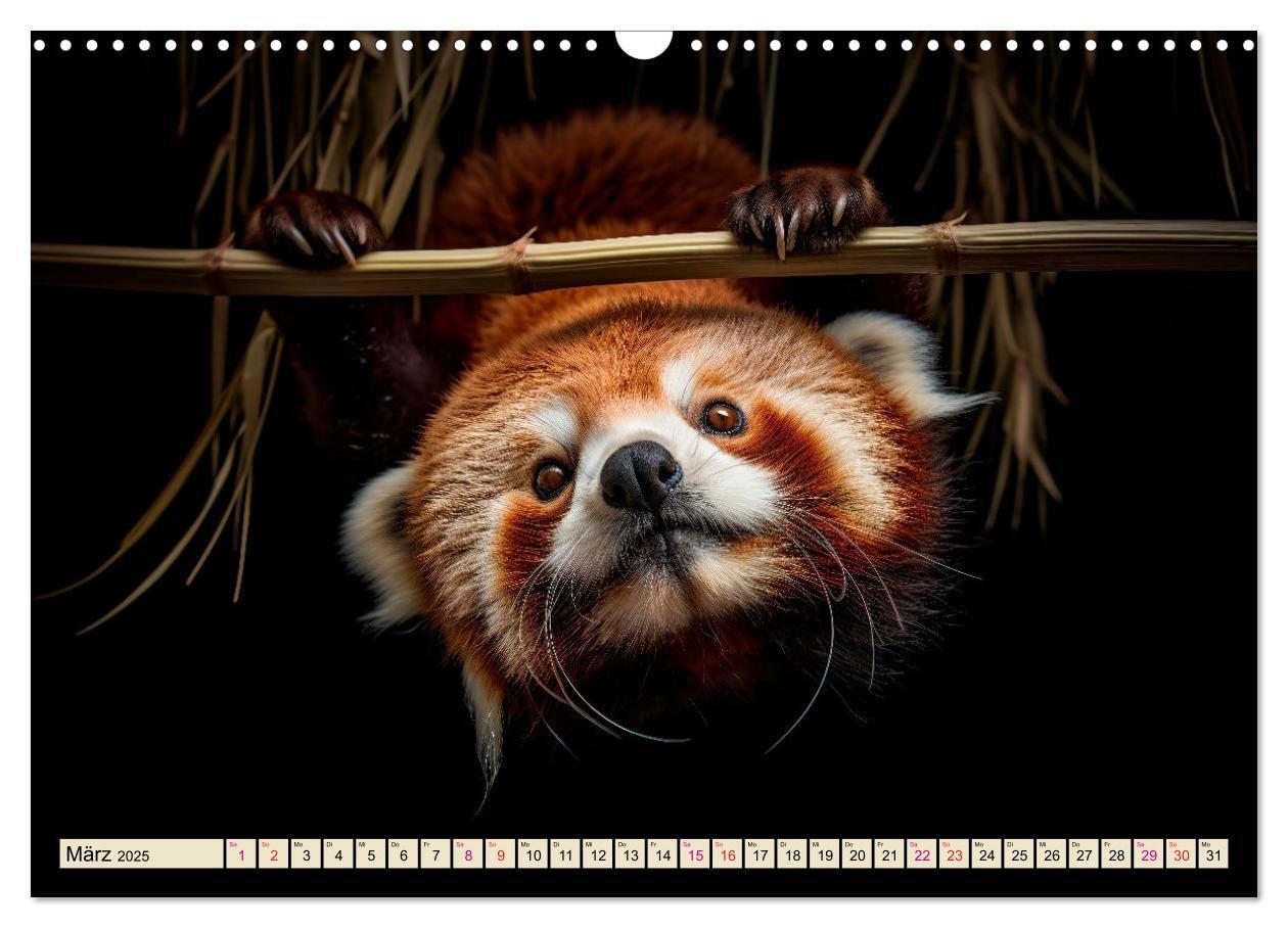 Bild: 9783383905131 | Roter Panda - gefährdeter Katzenbär (Wandkalender 2025 DIN A3...