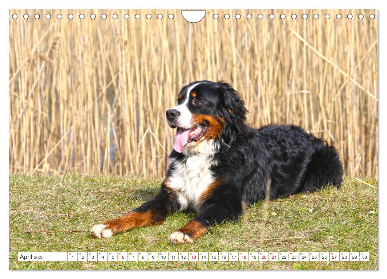 Bild: 9783435327522 | Berner Sennenhunde machen glücklich (Wandkalender 2025 DIN A4...