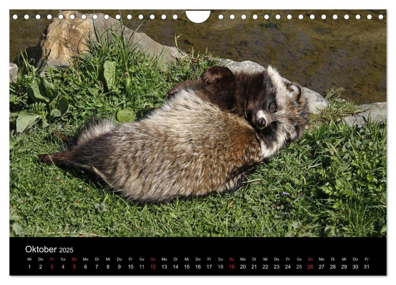 Bild: 9783435677580 | Marderhunde (Wandkalender 2025 DIN A4 quer), CALVENDO Monatskalender