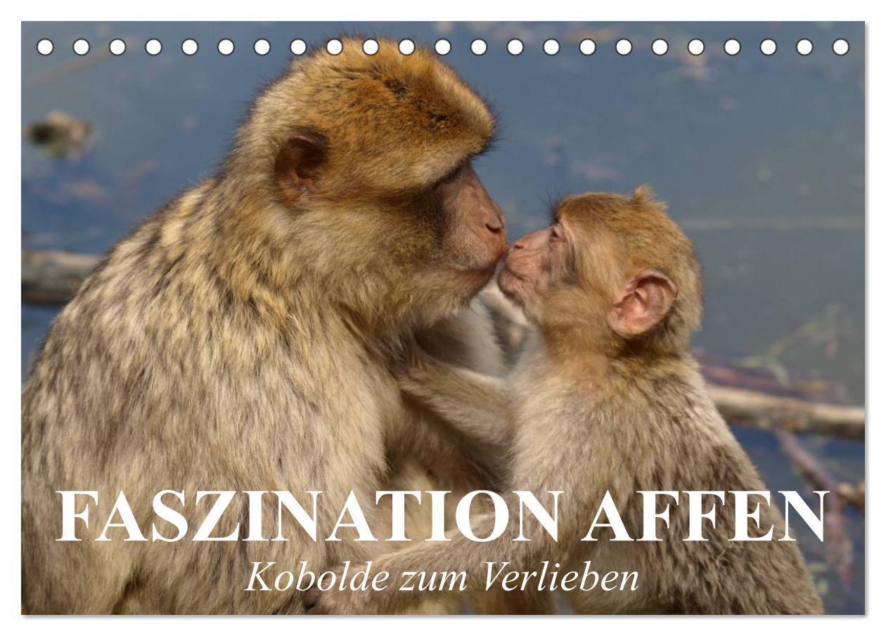 Cover: 9783383384578 | Faszination Affen. Kobolde zum Verlieben (Tischkalender 2024 DIN A5...
