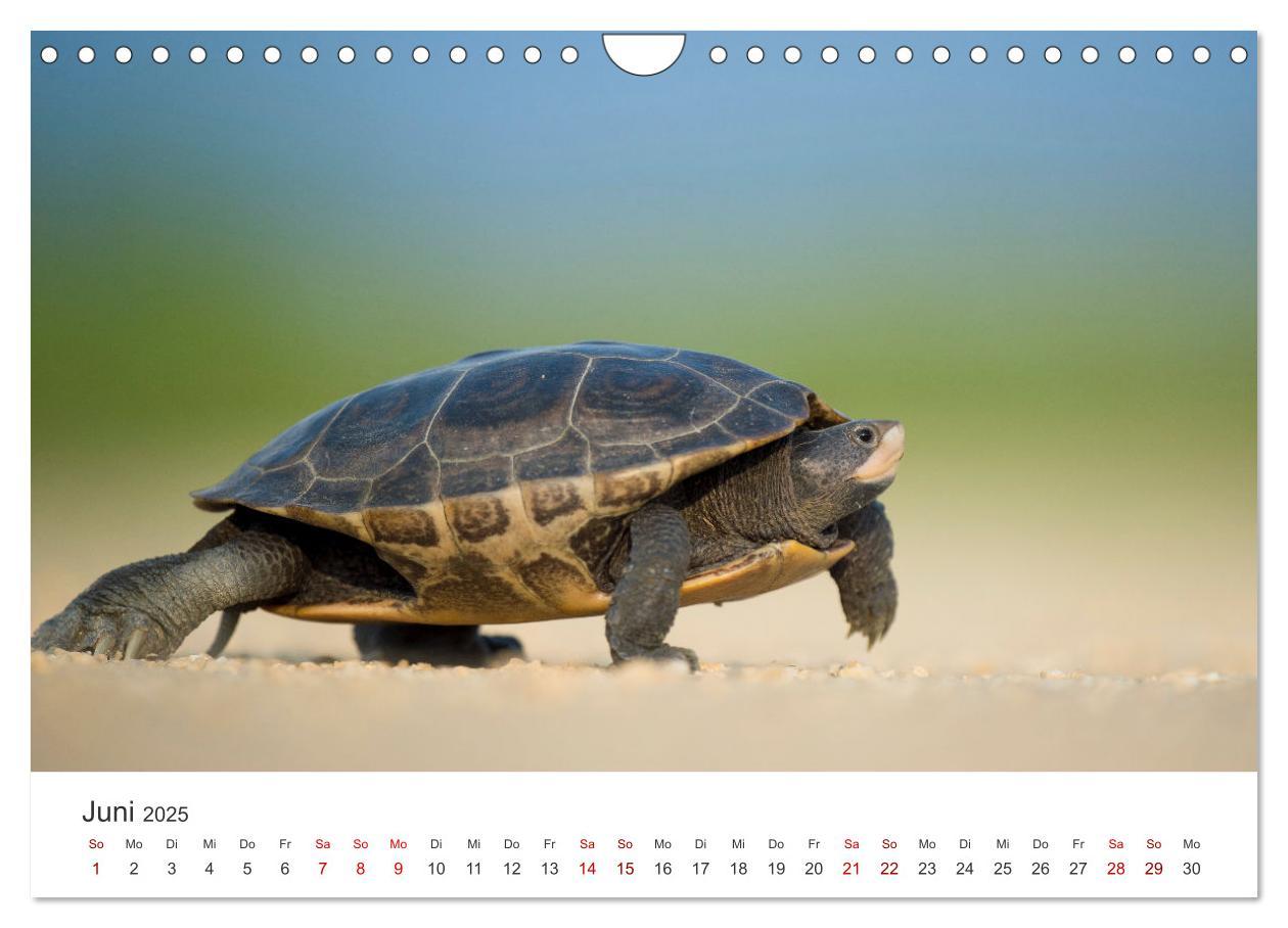 Bild: 9783383997839 | Schildkröten - Die gepanzerten Tiere. (Wandkalender 2025 DIN A4...