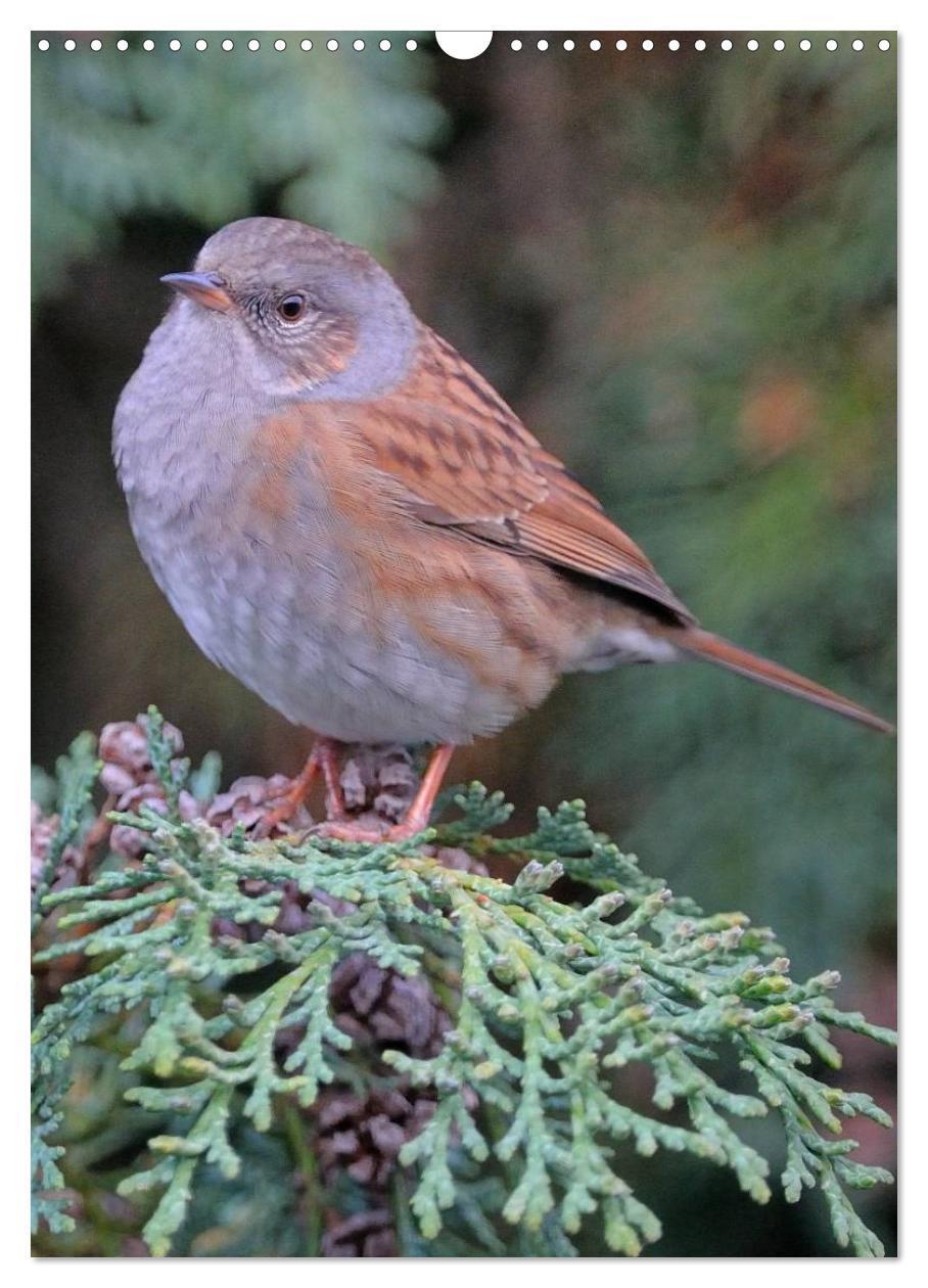 Bild: 9783457043295 | Vögel im heimischen Garten (Wandkalender 2025 DIN A3 hoch),...