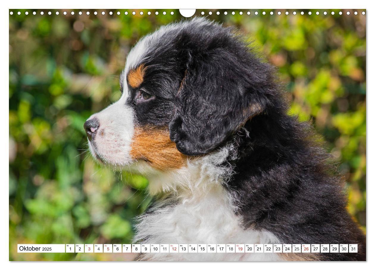 Bild: 9783435215331 | Kleine Herzen auf 4 Pfoten - Berner Sennenhunde (Wandkalender 2025...