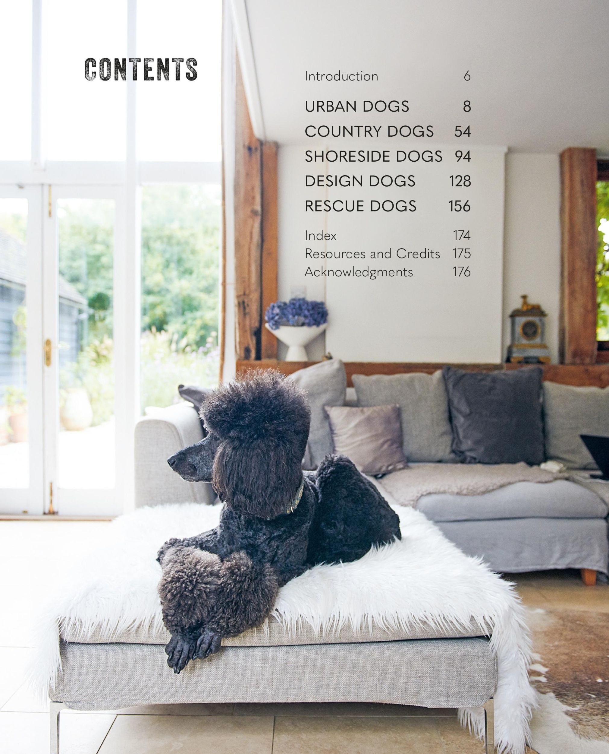 Bild: 9781800652767 | Cool Dogs, Cool Homes | Living in Style with Your Pet Pooch | James