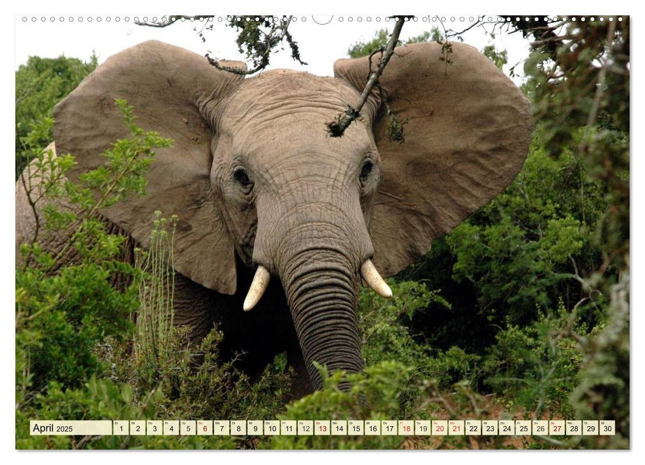 Bild: 9783435418640 | Afrika. Botswanas wundervolle Tierwelt (Wandkalender 2025 DIN A2...