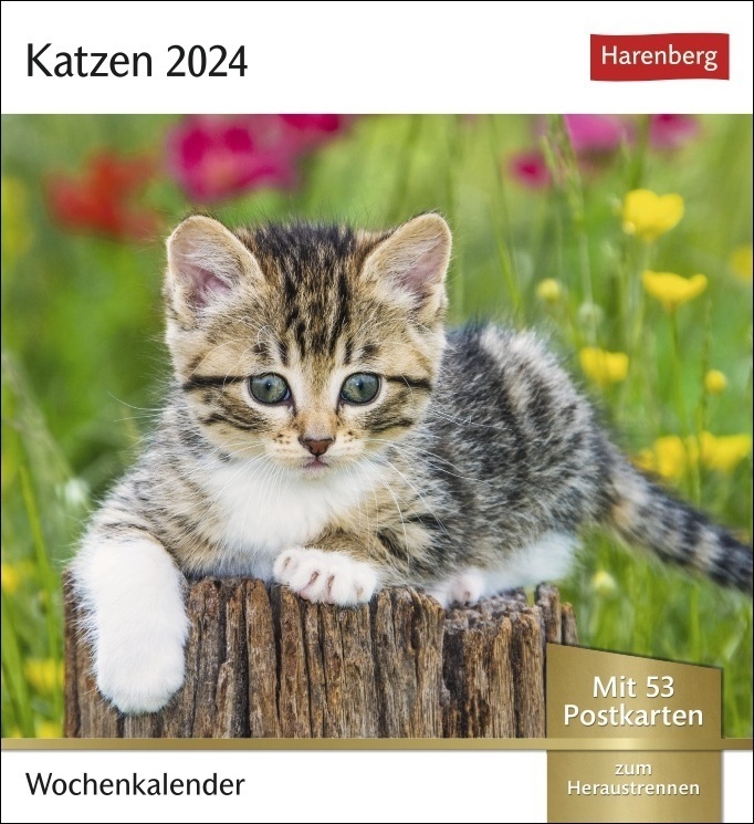 Cover: 9783840031151 | Katzen Postkartenkalender 2024. Jede Woche ein süßes Kätzchen im...