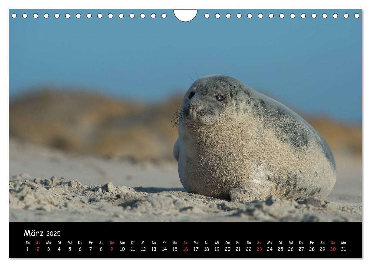 Bild: 9783435719075 | Robben auf Helgoland 2025 (Wandkalender 2025 DIN A4 quer), CALVENDO...