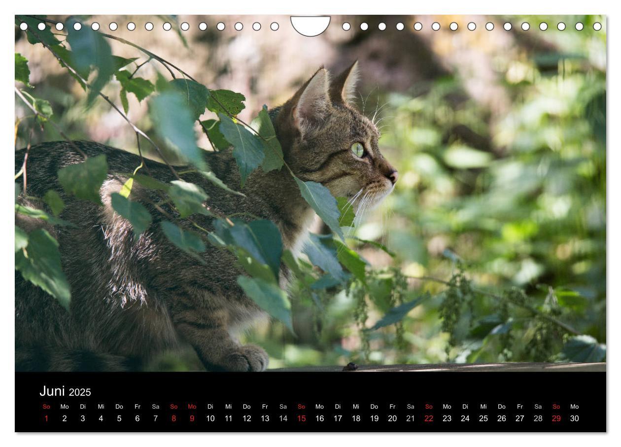 Bild: 9783435391615 | Wildkatzen - scheue Samtpfoten (Wandkalender 2025 DIN A4 quer),...