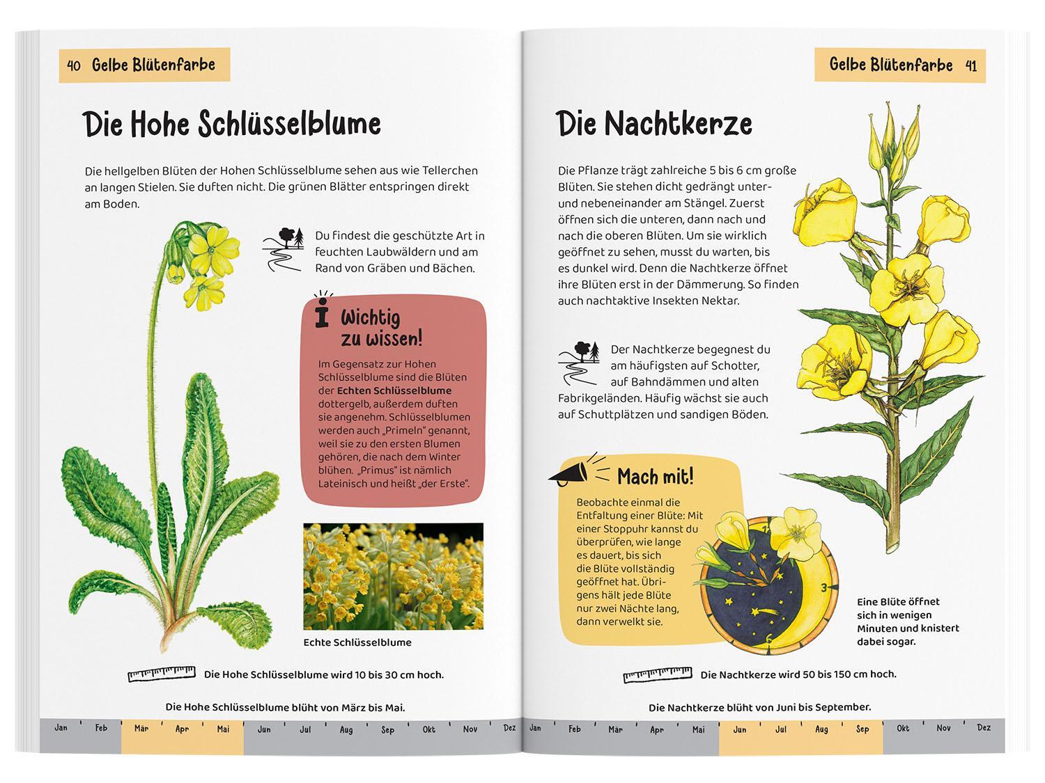 Bild: 9783440172469 | Was blüht denn da? Kindernaturführer | 85 heimische Blumen | Buch