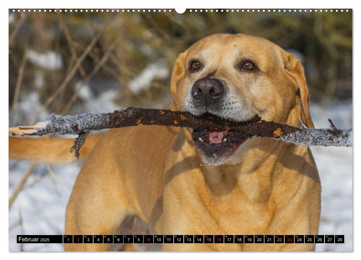 Bild: 9783435640805 | Labrador Retriever - ein Herz auf 4 Pfoten (Wandkalender 2025 DIN...