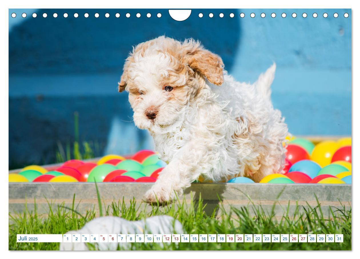 Bild: 9783435028580 | Lagotto Romagnolo - Bilder aus der Kinderstube (Wandkalender 2025...