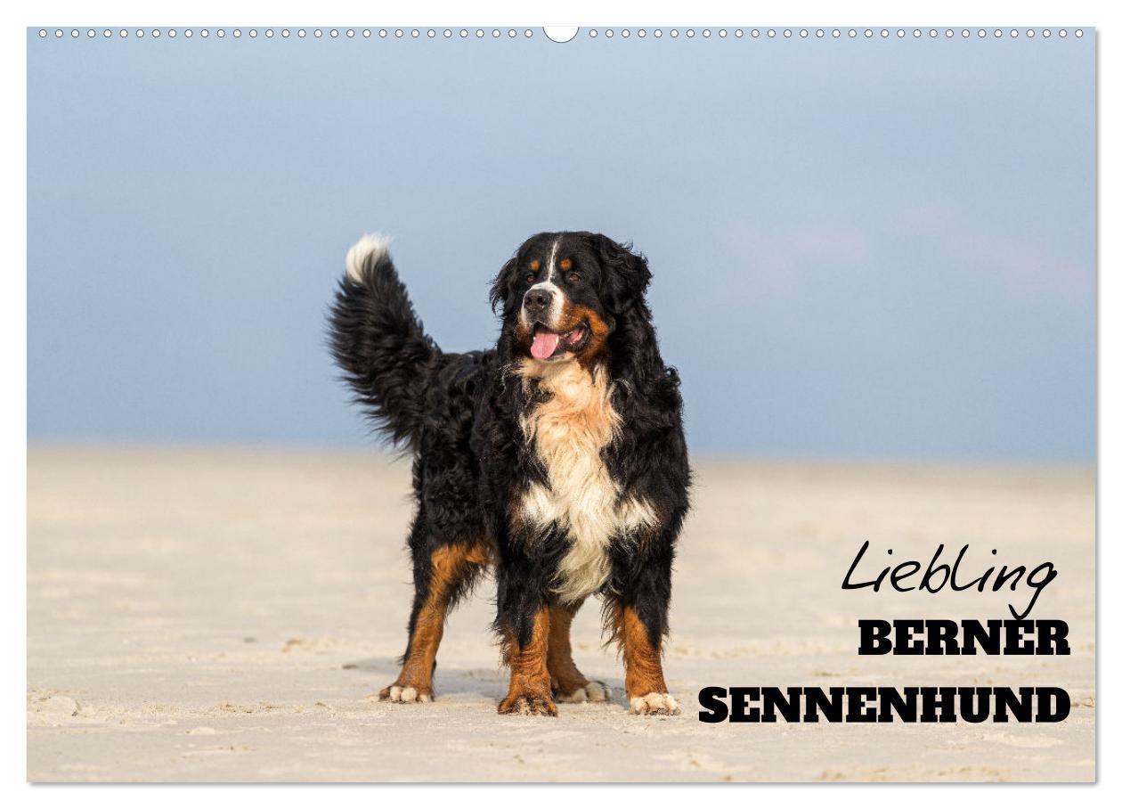 Cover: 9783435659012 | Liebling BERNER SENNENHUND (Wandkalender 2025 DIN A2 quer),...