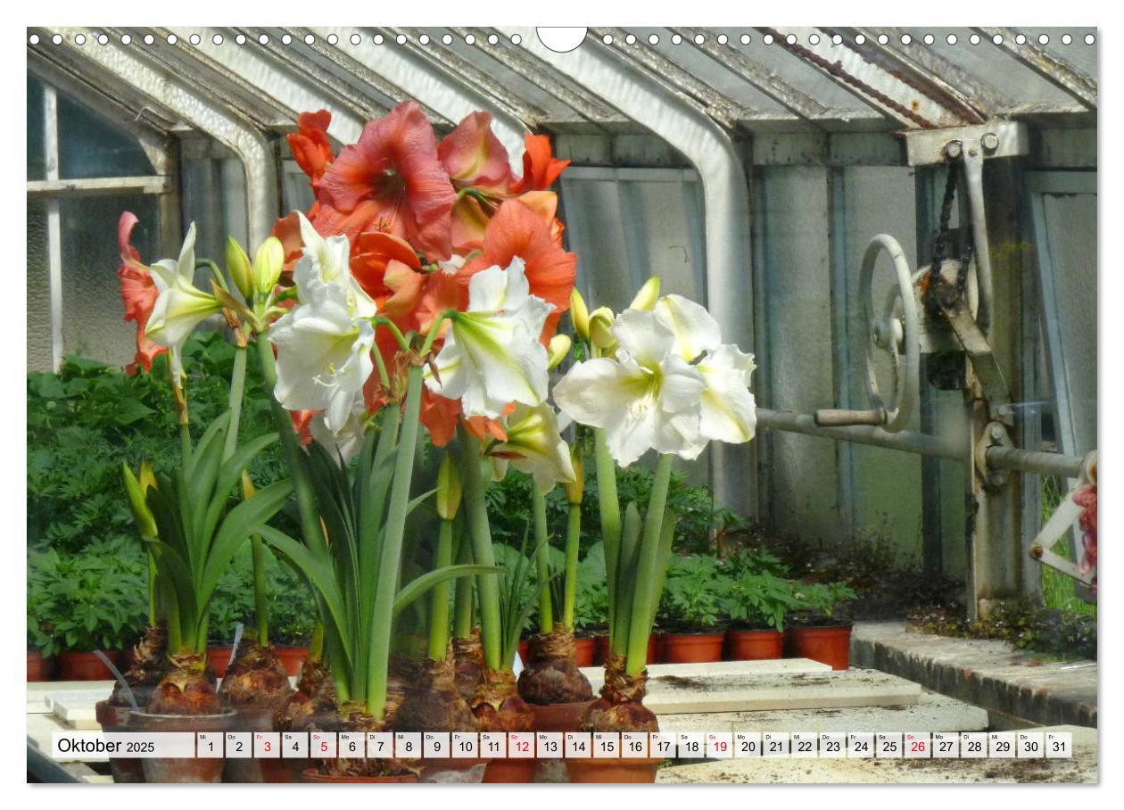 Bild: 9783435382514 | Amaryllis-Blüten (Wandkalender 2025 DIN A3 quer), CALVENDO...