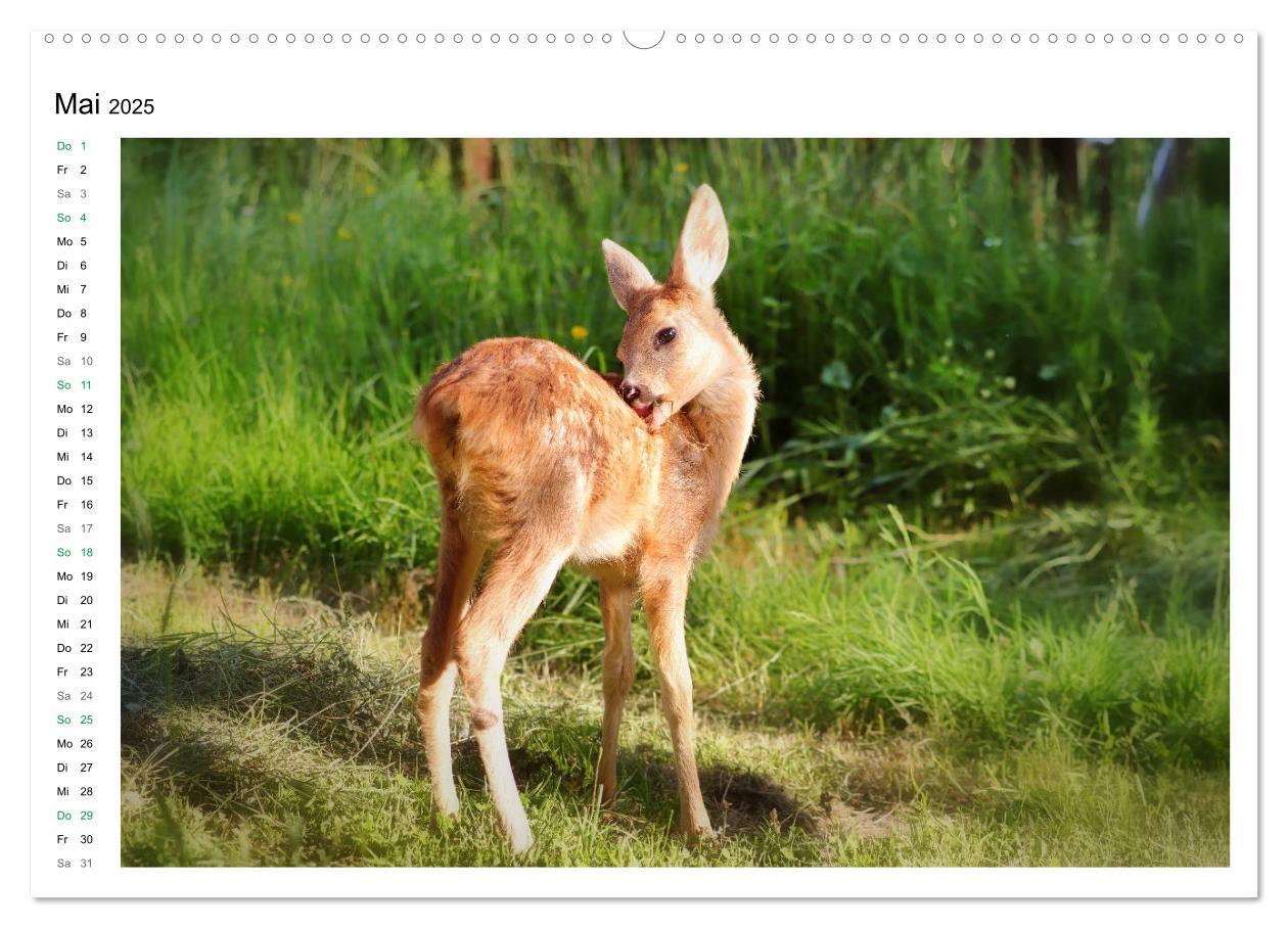 Bild: 9783435238590 | Rehkitze, zierliche Schönheiten mit großen, sanften Augen...