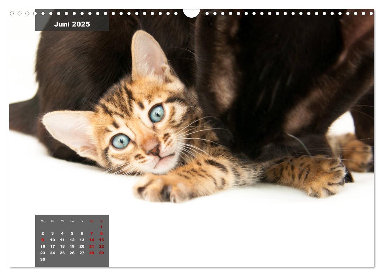 Bild: 9783435408689 | Bengal Kätzchen (Wandkalender 2025 DIN A3 quer), CALVENDO...