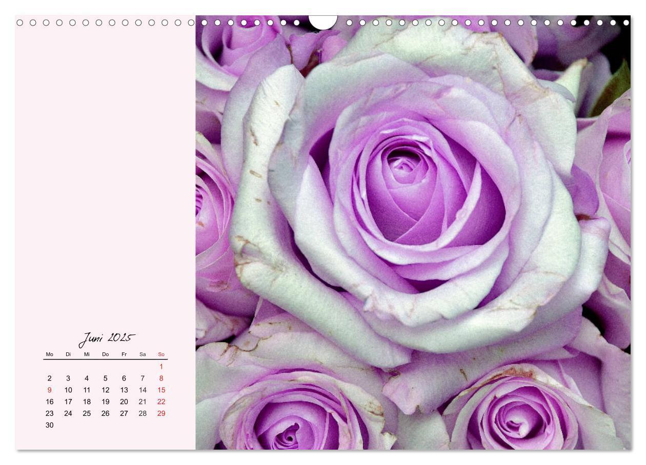 Bild: 9783435198566 | Rosen. Charmante und edle Königinnen (Wandkalender 2025 DIN A3...