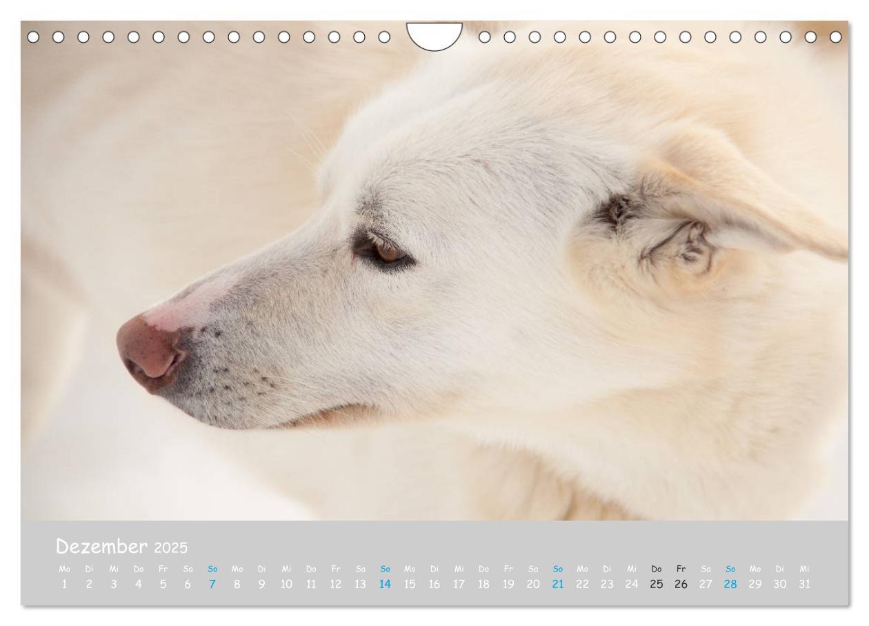 Bild: 9783435448890 | Alaskan Huskies (Wandkalender 2025 DIN A4 quer), CALVENDO...