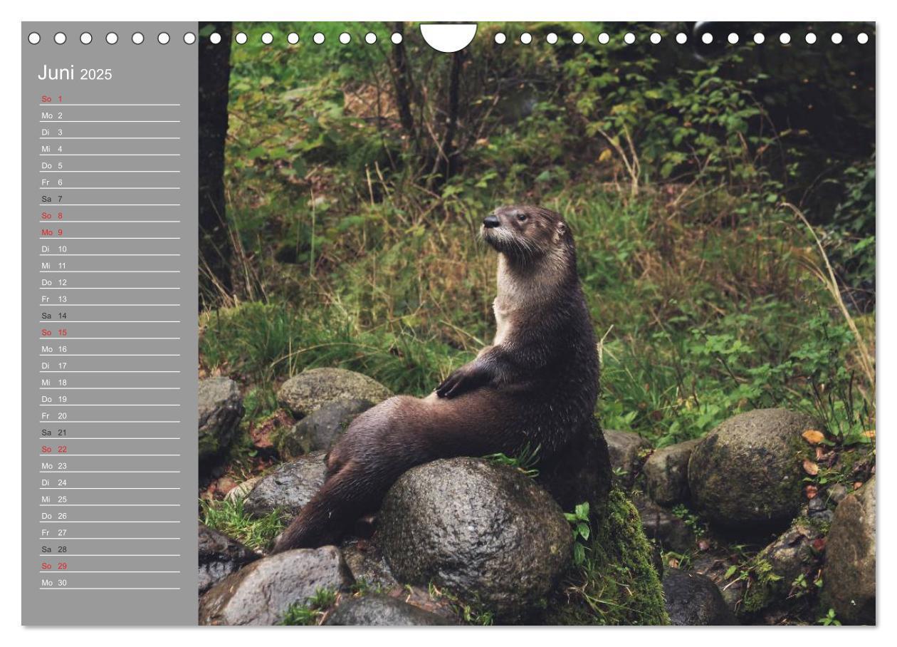 Bild: 9783435549931 | Otter. Frech, laut und clever (Wandkalender 2025 DIN A4 quer),...