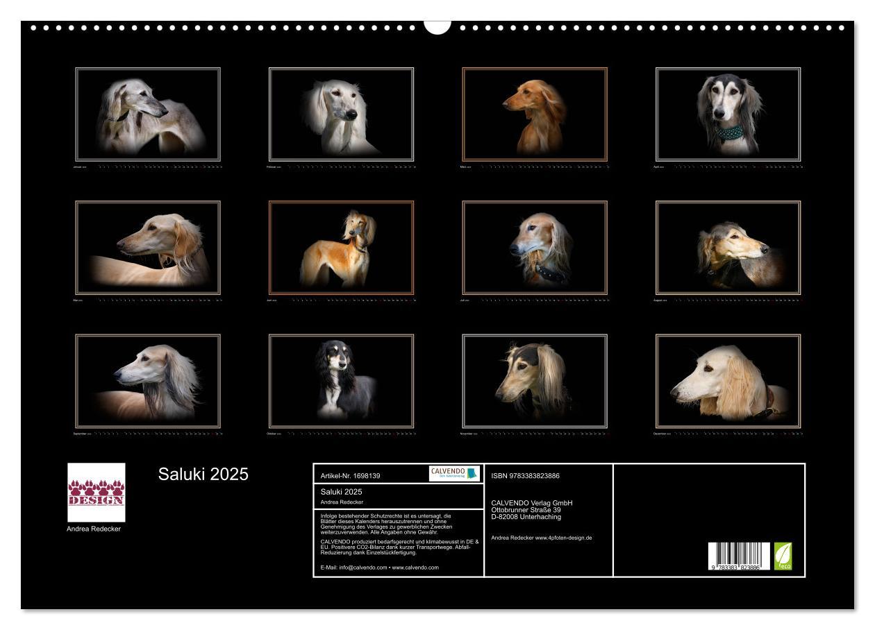 Bild: 9783383823886 | Saluki 2025 (Wandkalender 2025 DIN A2 quer), CALVENDO Monatskalender