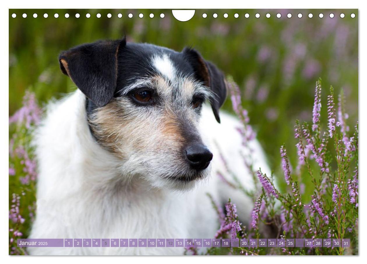 Bild: 9783435634057 | Faszination Terrier (Wandkalender 2025 DIN A4 quer), CALVENDO...