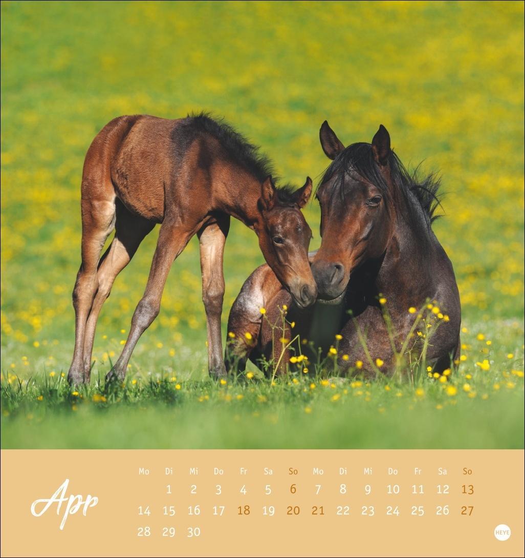 Bild: 9783756407040 | Pferde Postkartenkalender 2025 - Starke Freunde | Kalender | 13 S.