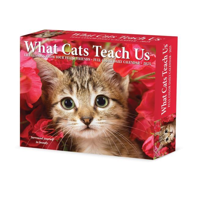 Cover: 9781549241109 | What Cats Teach Us 2025 6.2 X 5.4 Box Calendar | Willow Creek Press