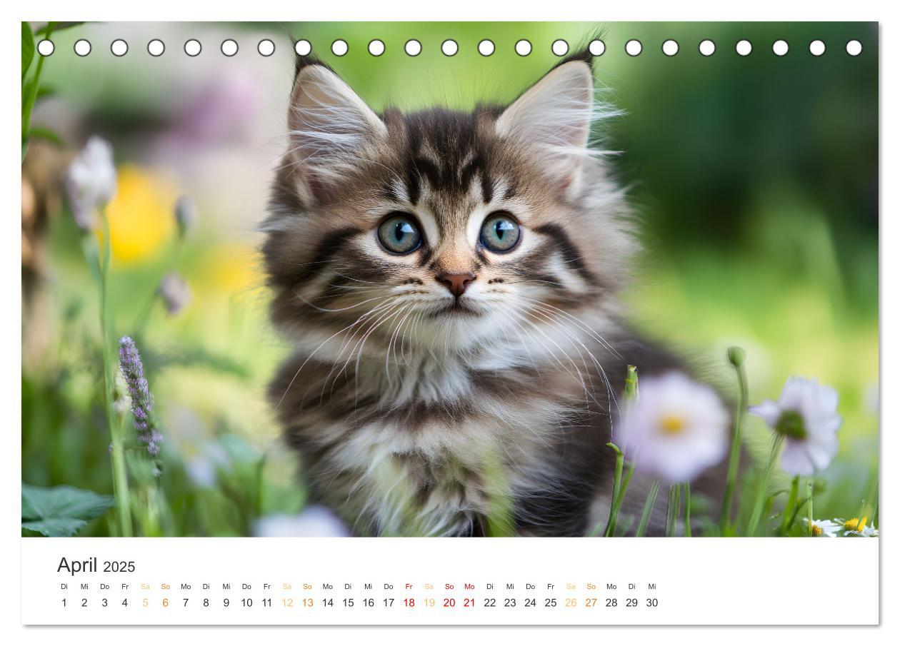 Bild: 9783457208038 | Zauberhafte Katzenbabys (Tischkalender 2025 DIN A5 quer), CALVENDO...