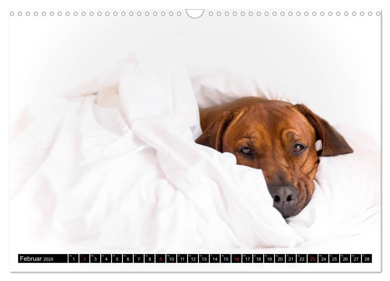 Bild: 9783435268320 | Ridgeback King (Wandkalender 2025 DIN A3 quer), CALVENDO...