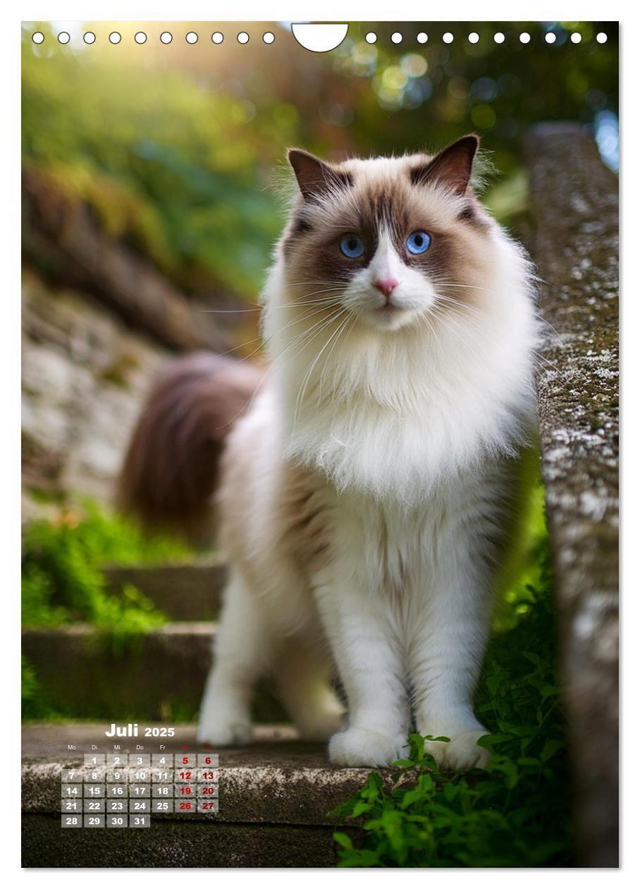 Bild: 9783383833274 | Pfotenabenteuer - Ragdolls in der Natur (Wandkalender 2025 DIN A4...