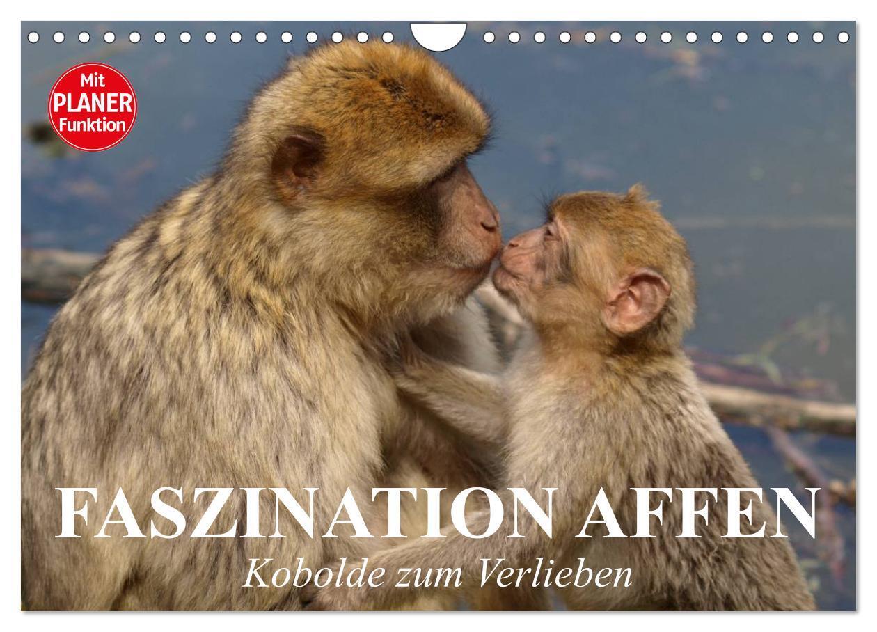 Cover: 9783675897182 | Faszination Affen. Kobolde zum Verlieben (Wandkalender 2024 DIN A4...