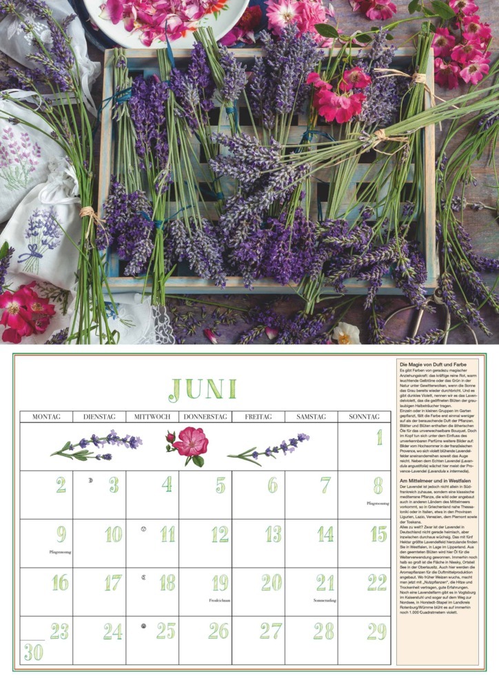 Bild: 4250809652870 | DUMONTS Aromatische Kräuter 2025 - Broschürenkalender -...