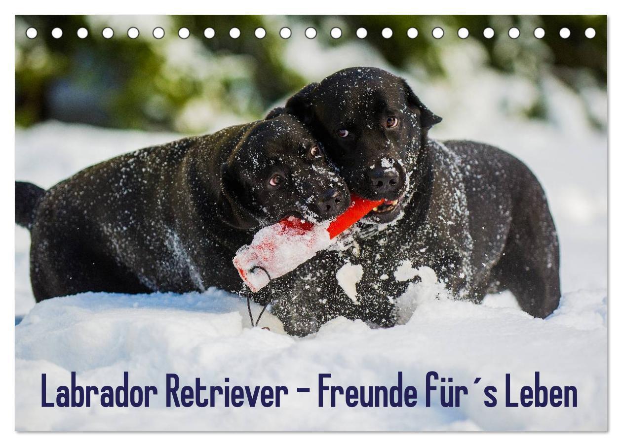 Cover: 9783435563982 | Labrador Retriever - Freunde für´s Leben (Tischkalender 2025 DIN A5...