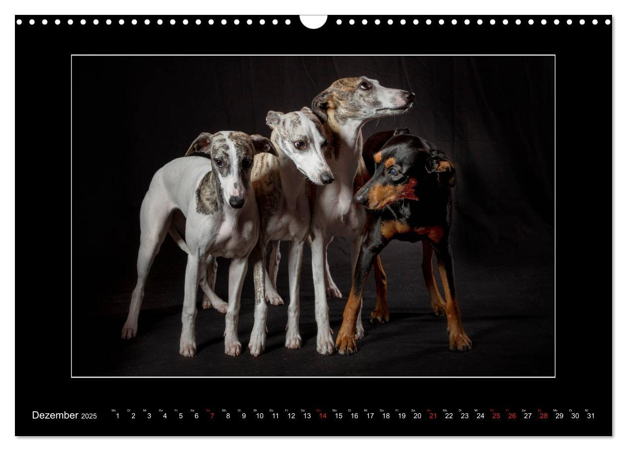 Bild: 9783435177226 | Windhunde - Schnelle Schönheiten (Wandkalender 2025 DIN A3 quer),...